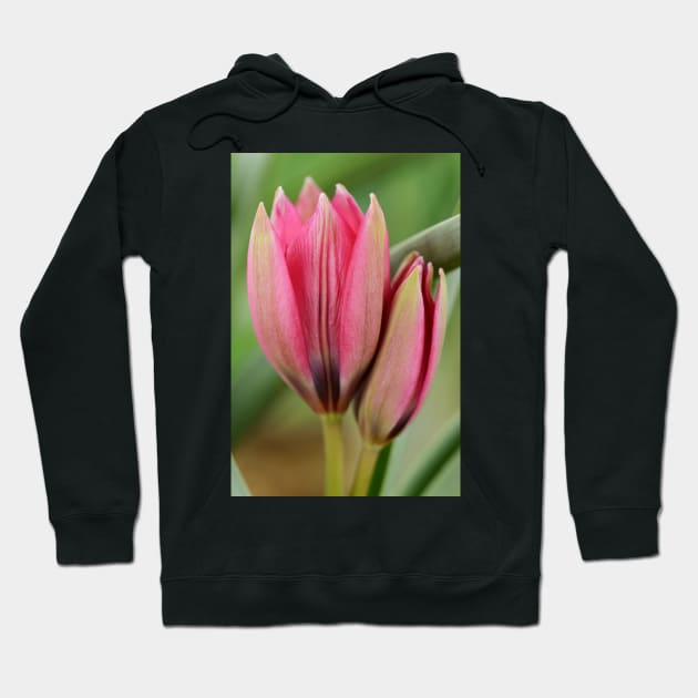 Tulipa  &#39;Little Beauty&#39;  AGM  Tulip  Miscellaneous tulip Hoodie by chrisburrows